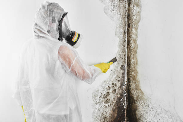 Best Mold Damage Repair  in Rutherford, TN