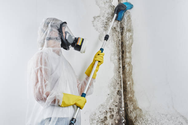 Best Crawl Space Mold Removal  in Rutherford, TN