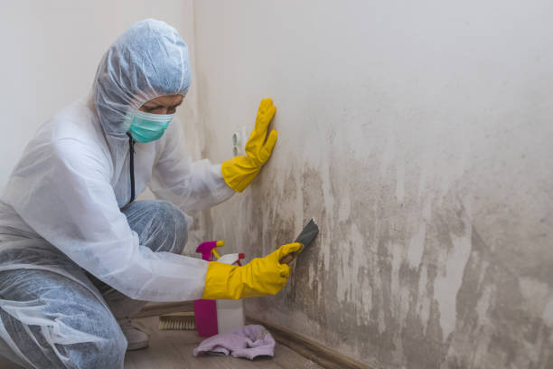 Home Mold Removal in Rutherford, TN