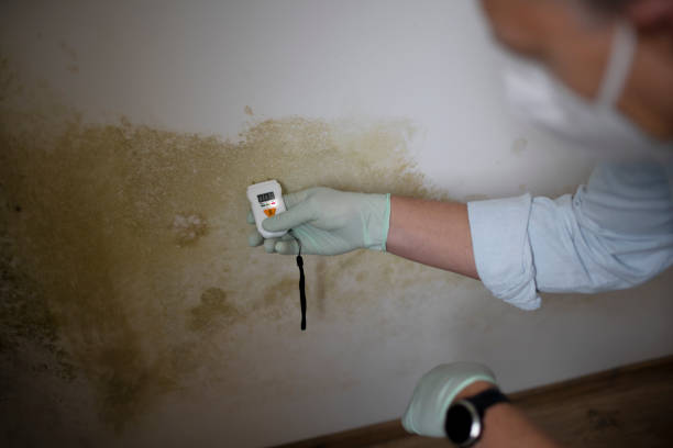 Best Mold Testing  in Rutherford, TN