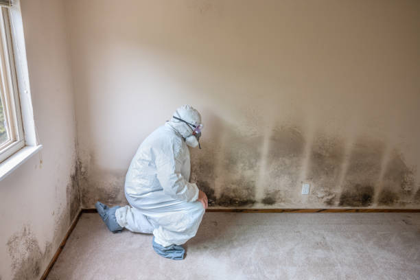 Best Black Mold Removal  in Rutherford, TN