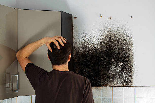 Best Local Mold Removal Service  in Rutherford, TN