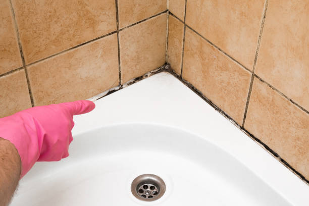 Best Home Mold Removal  in Rutherford, TN